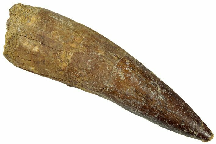 Fossil Spinosaurus Tooth - Real Dinosaur Tooth #319016